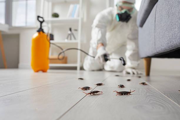 Commercial Rodent Management in Lindale